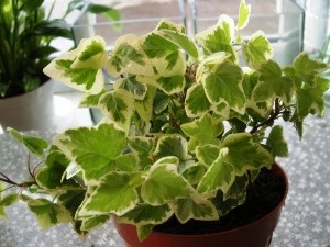 Ivy szoba, kilátás, otthoni gondozást (szoba) Ivy szoba, kilátás, otthoni gondozást