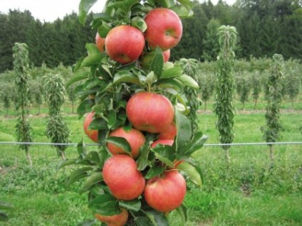 Miért oszlopos almafa gyümölcsöt terem nem okoz intézkedések