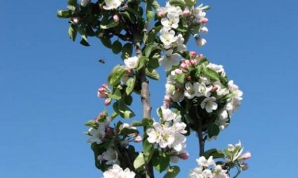 Miért oszlopos almafa gyümölcsöt terem nem okoz intézkedések