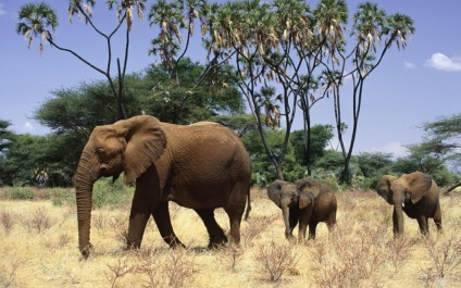 Miért elefánt nem ugrik