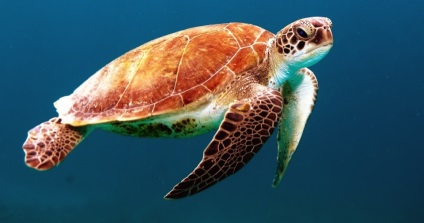 Miért teknősök voltak kagyló, nincs védelem
