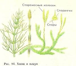 Subkingdom magasabb rendű növények (haploid spórákat spórák) Subkingdom magasabb rendű növények