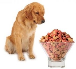 Függetlenül attól, hogy az élelmiszer megfelel kutyáknak Mókus (Chappi) mindennapos etetésére