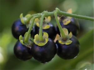 Hasznos tulajdonságok és ellenjavallatok Sunberry