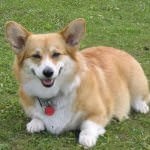 Corgi kutyák számára (55 fotó) welsh Pembroke, korotkolapy terrier, leírás, videó