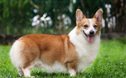 Corgi kutyák számára (55 fotó) welsh Pembroke, korotkolapy terrier, leírás, videó