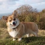 Corgi kutyák számára (55 fotó) welsh Pembroke, korotkolapy terrier, leírás, videó