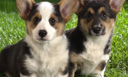 Corgi kutyák számára (55 fotó) welsh Pembroke, korotkolapy terrier, leírás, videó