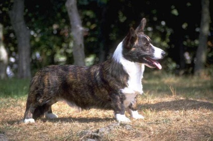 Corgi kutyák számára (55 fotó) welsh Pembroke, korotkolapy terrier, leírás, videó