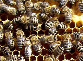 Breed méhek (a fajta méhek) szaporodnak a méhek