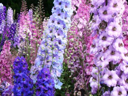 Ültetés szarkaláb és ellátás (ellátás) Delphinium ültetés és ápolás