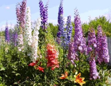 Szarkaláb ültetése és ápolás (szarkaláb hosszú. Ültetés és ápolás) Delphinium ültetés és ápolás