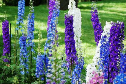 Szarkaláb ültetése és ápolás (szarkaláb) Delphinium ültetés és ápolás
