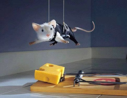 Vicces képek egerek