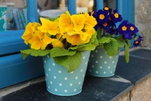 Primula szoba otthoni gondozást, ültetés, öntözés, palántázás (ellátás) Primula szoba otthoni gondozást, ültetés, öntözés, ültetés