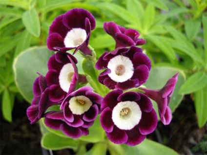 Primula kerti termesztése és képek (kankalin) Primula kerti termesztése és fotók