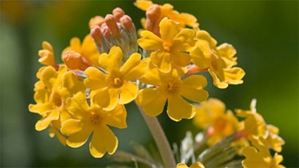 Primula kerti termesztése és képek (kankalin) Primula kerti termesztése és fotók