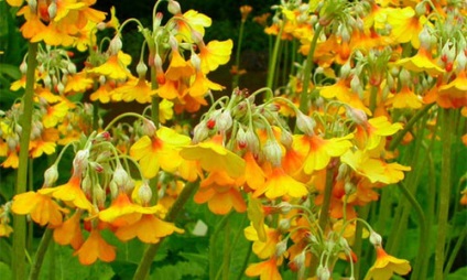 Primula kerti termesztése és képek (kankalin) Primula kerti termesztése és fotók