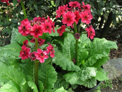 Primula kerti termesztése és képek (kankalin) Primula kerti termesztése és fotók
