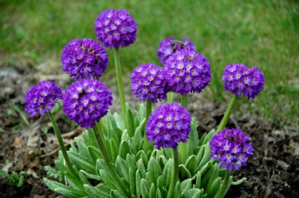 Primula kerti termesztése és képek (kankalin) Primula kerti termesztése és fotók