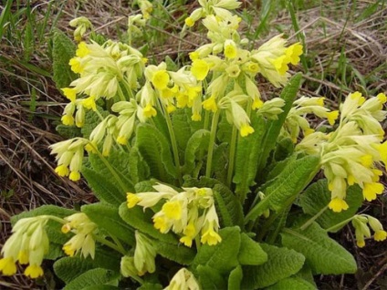Primula kerti termesztése és képek (kankalin) Primula kerti termesztése és fotók