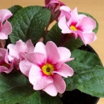 Primula kerti termesztése és képek (kankalin) Primula kerti termesztése és fotók