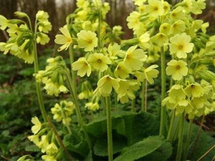 Primula kerti termesztése és képek (kankalin) Primula kerti termesztése és fotók