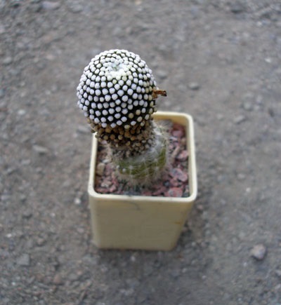 Védőoltás - egyfajta vegetatív kaktuszok