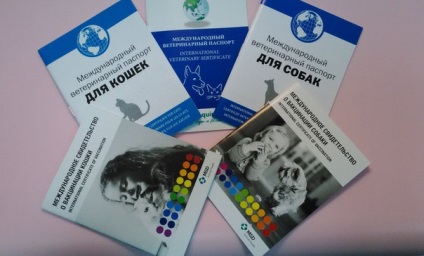 Védőoltások és védőoltás a kutyák otthon egy utat Moszkva (lövés) Védőoltások és védőoltás a kutyák otthon egy utat Moszkvában