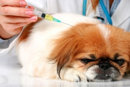 Védőoltások és védőoltás a kutyák otthon egy utat Moszkvában