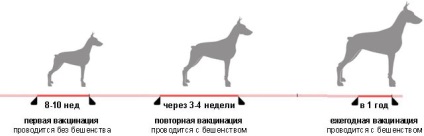 Védőoltások kutyák otthon, oltás kutyák Moszkva -Available árak