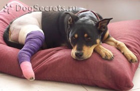 Nyomás fekélyek kutyáknál a tünetek, a kezelés, megelőzés