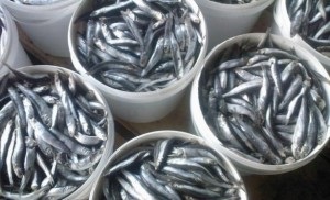Egyszerű recept sózott szardella, Pantikapaion (sózott) Egy egyszerű recept sózott szardella, Pantikapaion