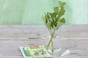 A szaporodási lila tavaszi szárak (szárai) Szaporítás dugványozással tavasszal lila