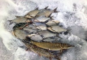 Horgászat koszorú (csótány zope podlescha) halászati koszorú