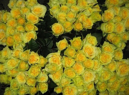 Roses melegházban termesztése saját kezét eladó és öröm (a) Roses melegházban termesztése saját kezét eladó és szórakozás