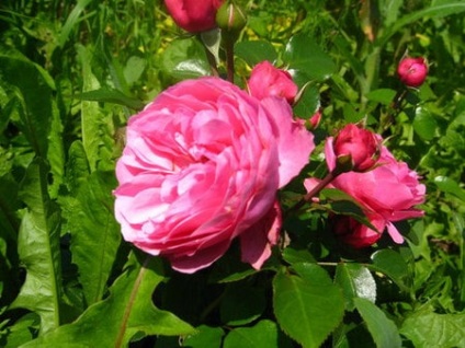 Roses melegházban termesztése saját kezét eladó és szórakozás (kezével) Roses melegházban termesztése saját kezét eladó és szórakozás