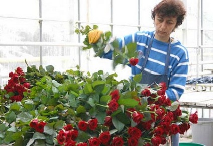 Roses melegházban termesztése saját kezét eladó és öröm (a) Roses melegházban termesztése saját kezét eladó és szórakozás