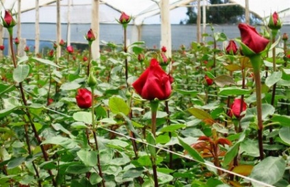 Roses melegházban termesztése saját kezét eladó és öröm (rózsa üvegházban termesztése, hogyan növekszik) Roses melegházban termesztése saját kezét eladó és szórakozás