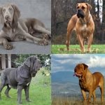 Orosz-európai Laika leírása és a fajta jellemzői, mind a kutyák