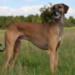 Orosz-európai Laika leírása és a fajta jellemzői, mind a kutyák