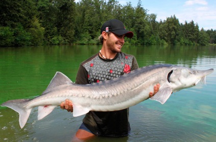 A legnagyobb beluga - a megjelenés, súly, élőhely, érdekes tények, védettségi állapotának