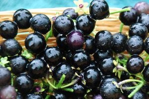 Sunberry hasznos tulajdonságok és ellenjavallatok, gyógyászati ​​receptek