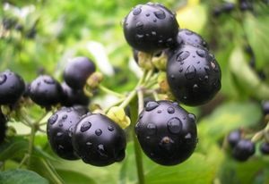 Sunberry hasznos tulajdonságok és ellenjavallatok, gyógyászati ​​receptek