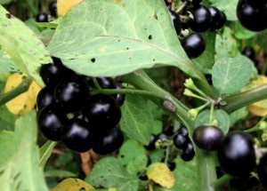 Sunberry hasznos tulajdonságok és ellenjavallatok, orvosi előírások (orvosi) Sunberry hasznos tulajdonságok és ellenjavallatok, gyógyászati receptek