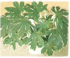 Oldal természet szerelmeseinek (Hedera helix scutiolia) Oldal természet szerelmeseinek