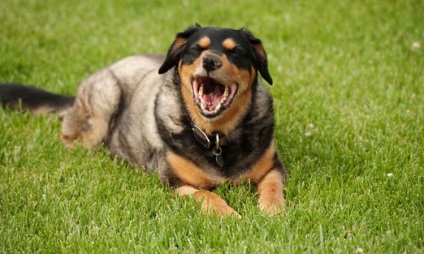 Szívbetegségek tünetei a köhögés a kutyák, a tünetek és a kezelés, mind a kutyák