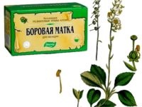 Sage Terhesség tervezésekor mind a férfiak és a nők, ott segít a meddőség esetén (tervezés) stimulálja Sage Terhesség tervezésekor mind a férfiak és a nők, ott segít a meddőség, serkenti Do