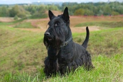 Skót terrier fotó és a fajta leírását, jellemzőit és gondozás