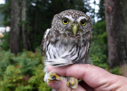 Owl törpe életmód (számlázott) Bagoly törpe életmód